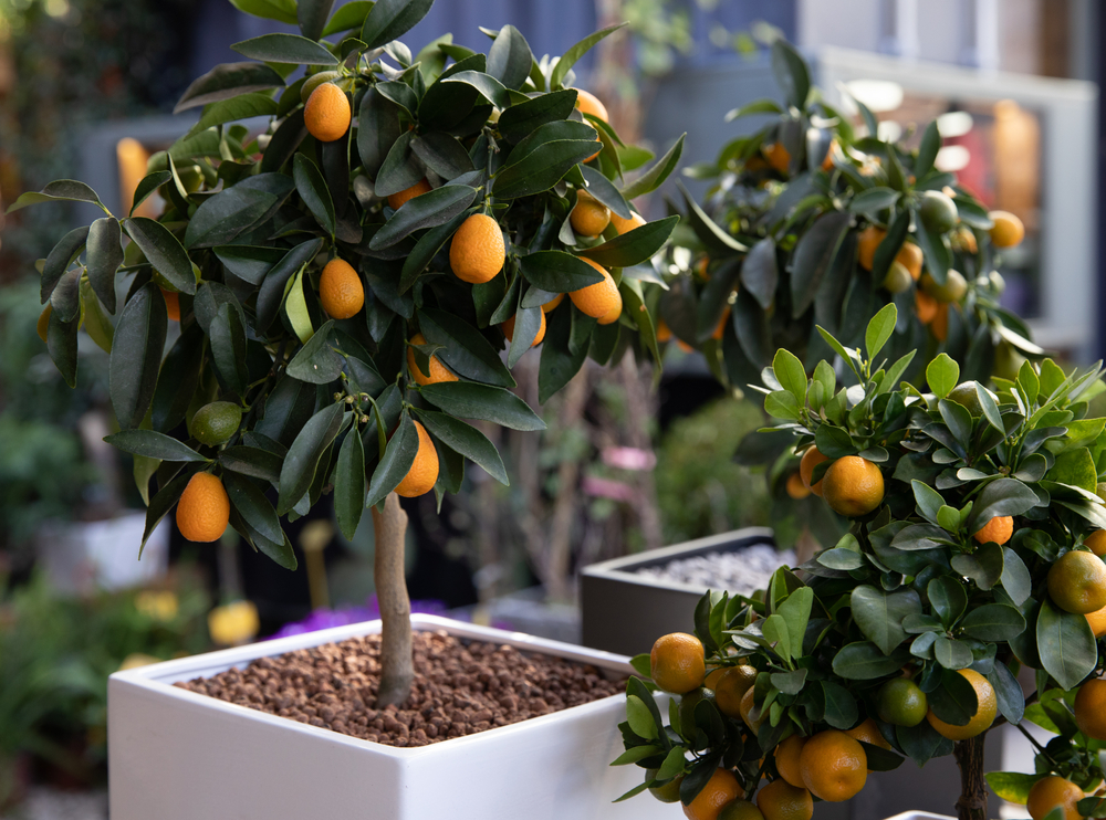 Arbre fruitier en terrasse