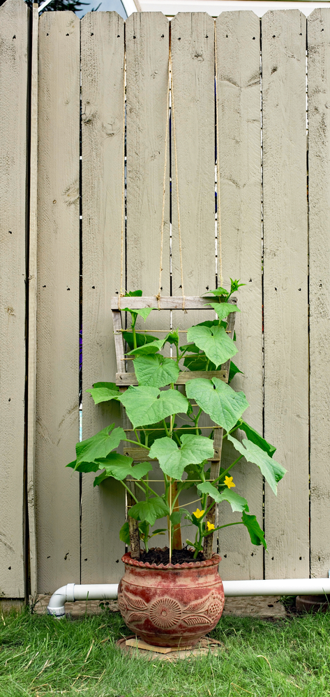 Culture des plantes grimpantes en pot