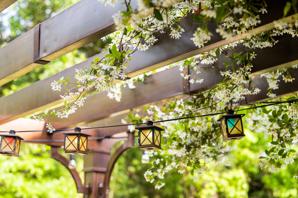 Plantes grimpantes pour une pergola