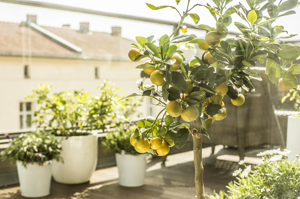 améliorer la croissance des plantes