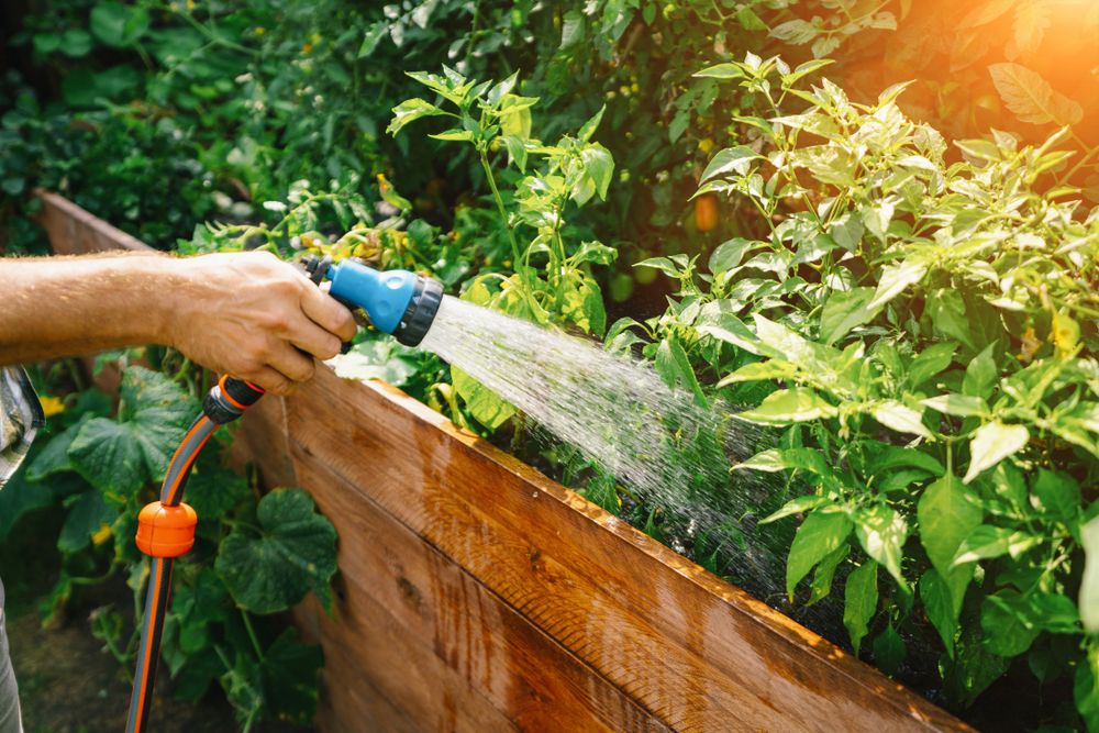 arrosage des plantes dans le jardin