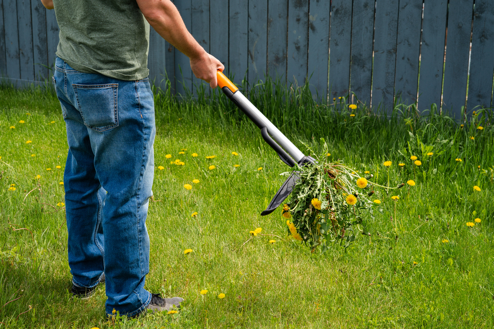 astuces des pros de la plante verte en bonne santé