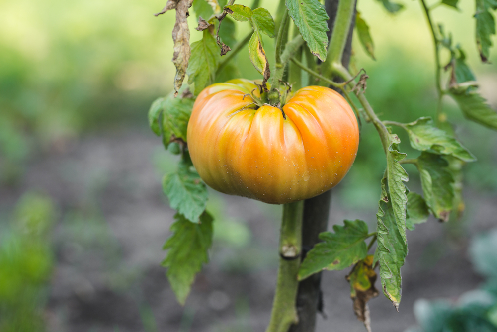 maladies courantes au potager