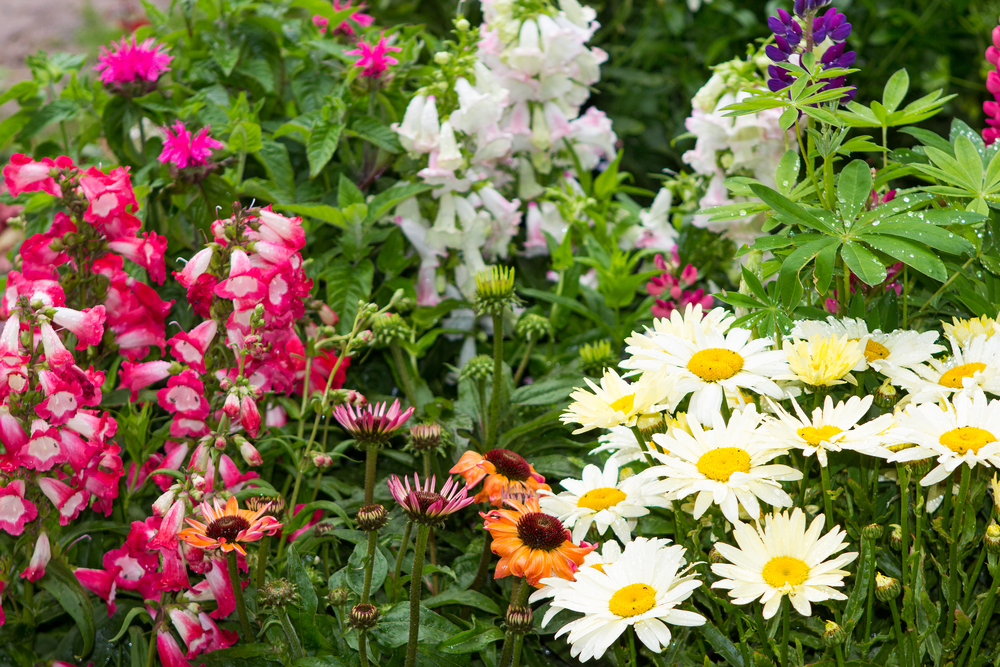 plantes vivaces choisir en fonction de son exposition