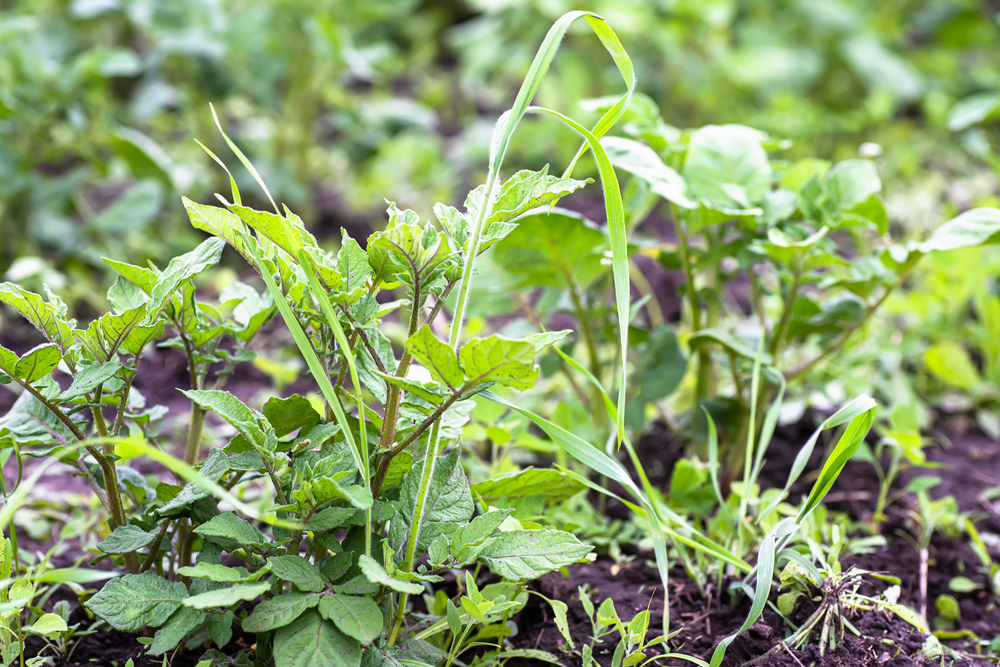 préparer la terre de votre premier potager