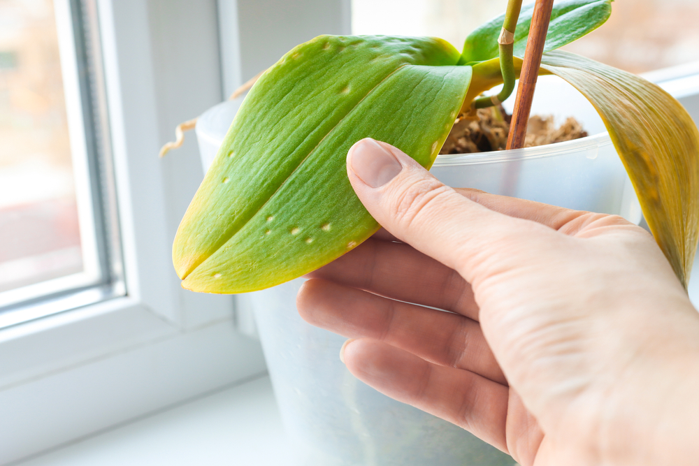 traitements avoir recours pour lutter contre les maladies des plantes